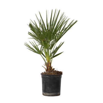 Palmito - Chamaerops Humilis - Altura 50-60cm - ⌀15cm_0