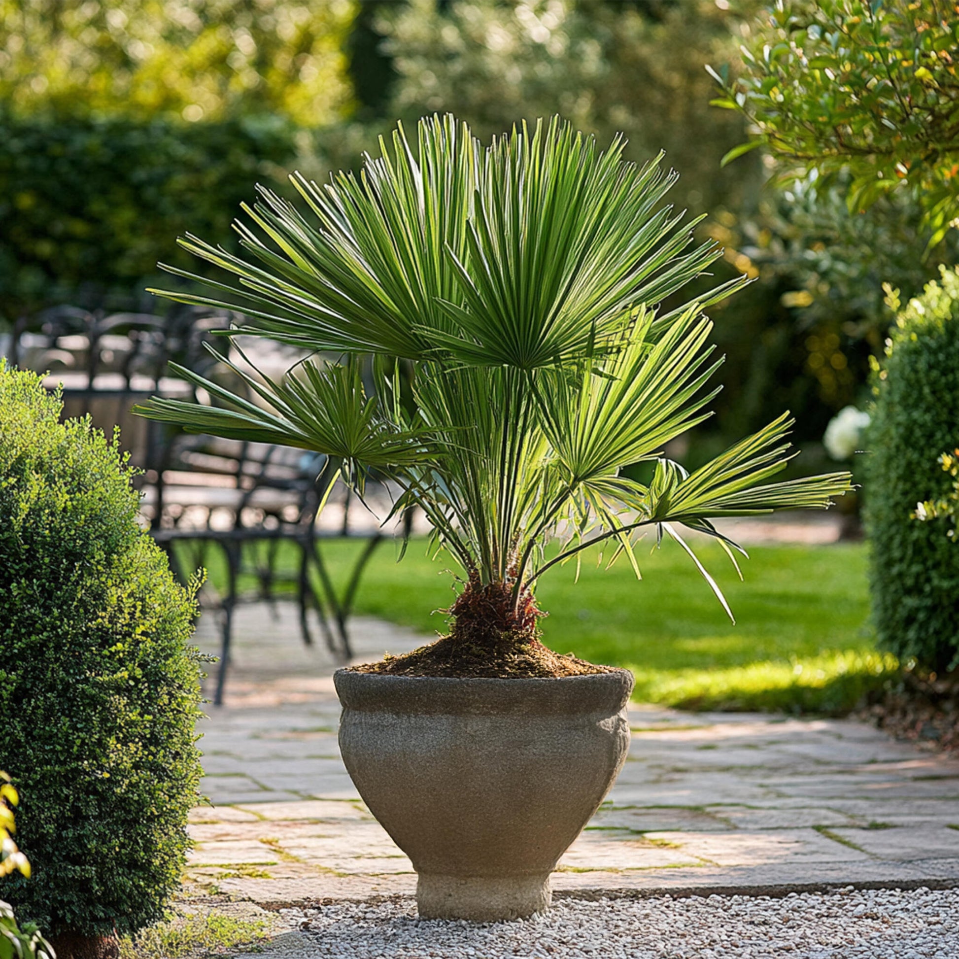 Palmito - Chamaerops Humilis - Altura 50-60cm - ⌀15cm_4