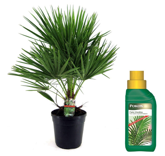 Palmito - Chamaerops Humilis - Altura 70-80cm - ⌀21cm_0
