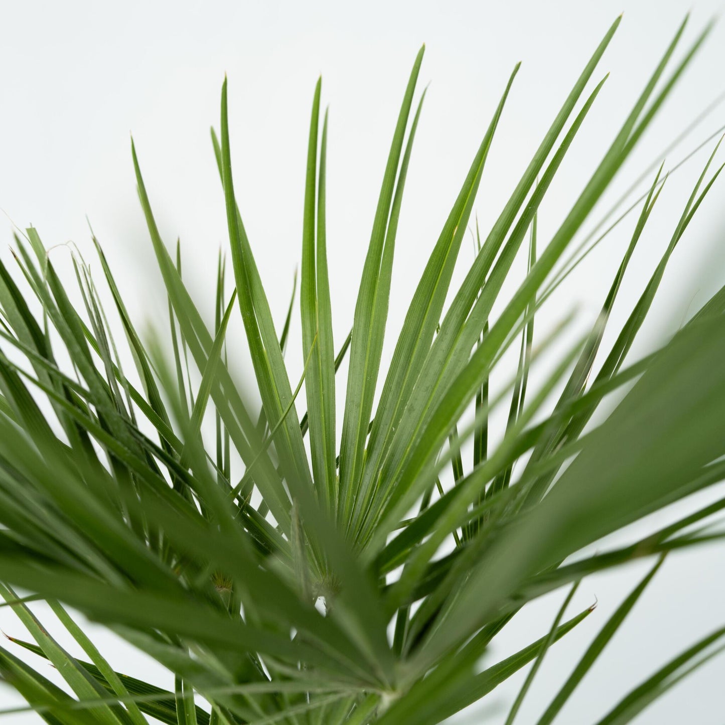 Palmito - Chamaerops Humilis - Altura 70-80cm - ⌀21cm_3