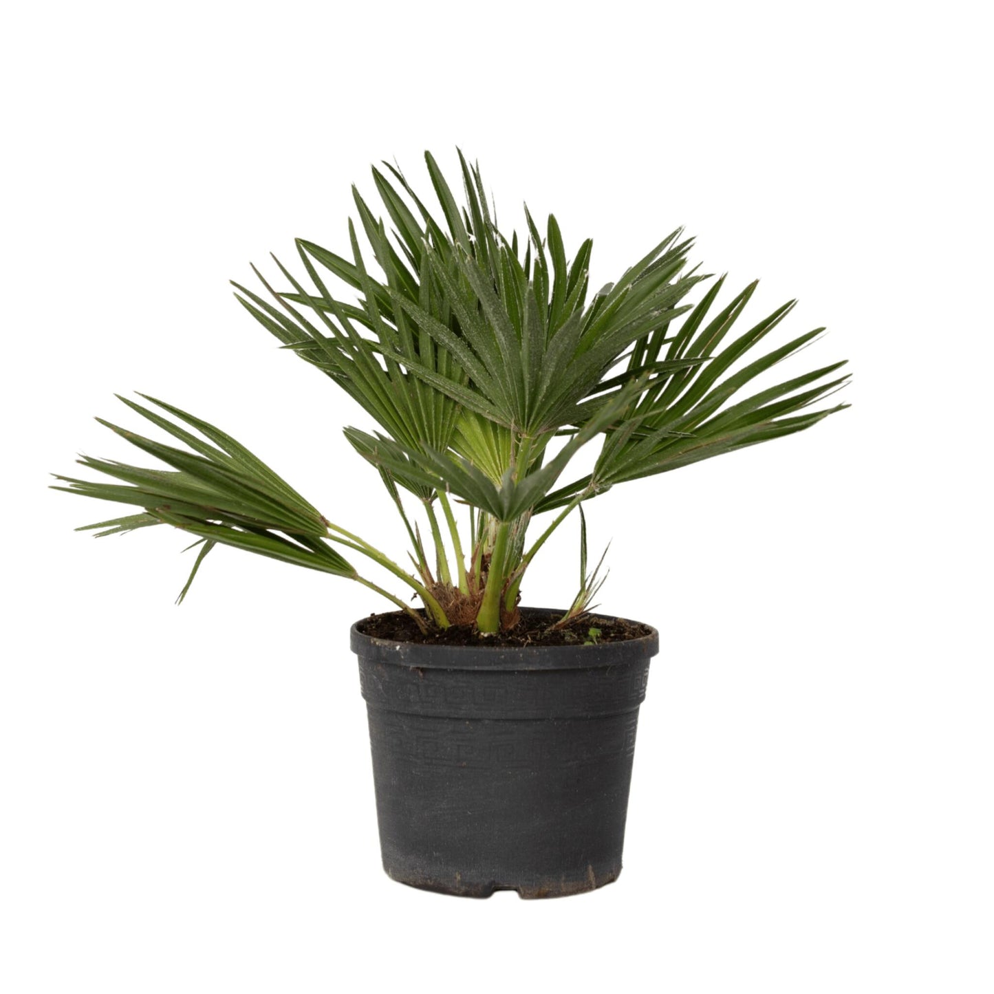 Palmito - Margallo - Chamaerops 'vulcano' - Altura 35-45cm - ⌀19cm_0