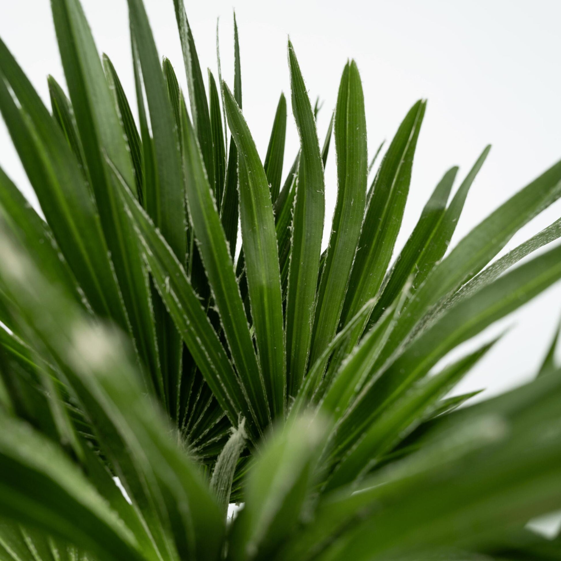 Palmito - Margallo - Chamaerops 'vulcano' - Altura 35-45cm - ⌀19cm_3