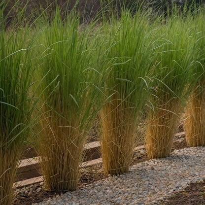 Panicum De Viento Del Norte - 2 Pzs - Panicum 'northwind' - A40-60cm - ⌀23cm_1