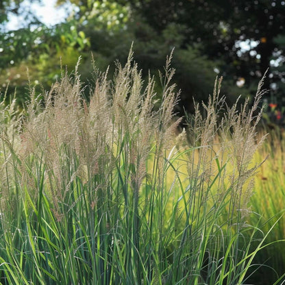Panicum De Viento Del Norte - 2 Pzs - Panicum 'northwind' - A40-60cm - ⌀23cm_3