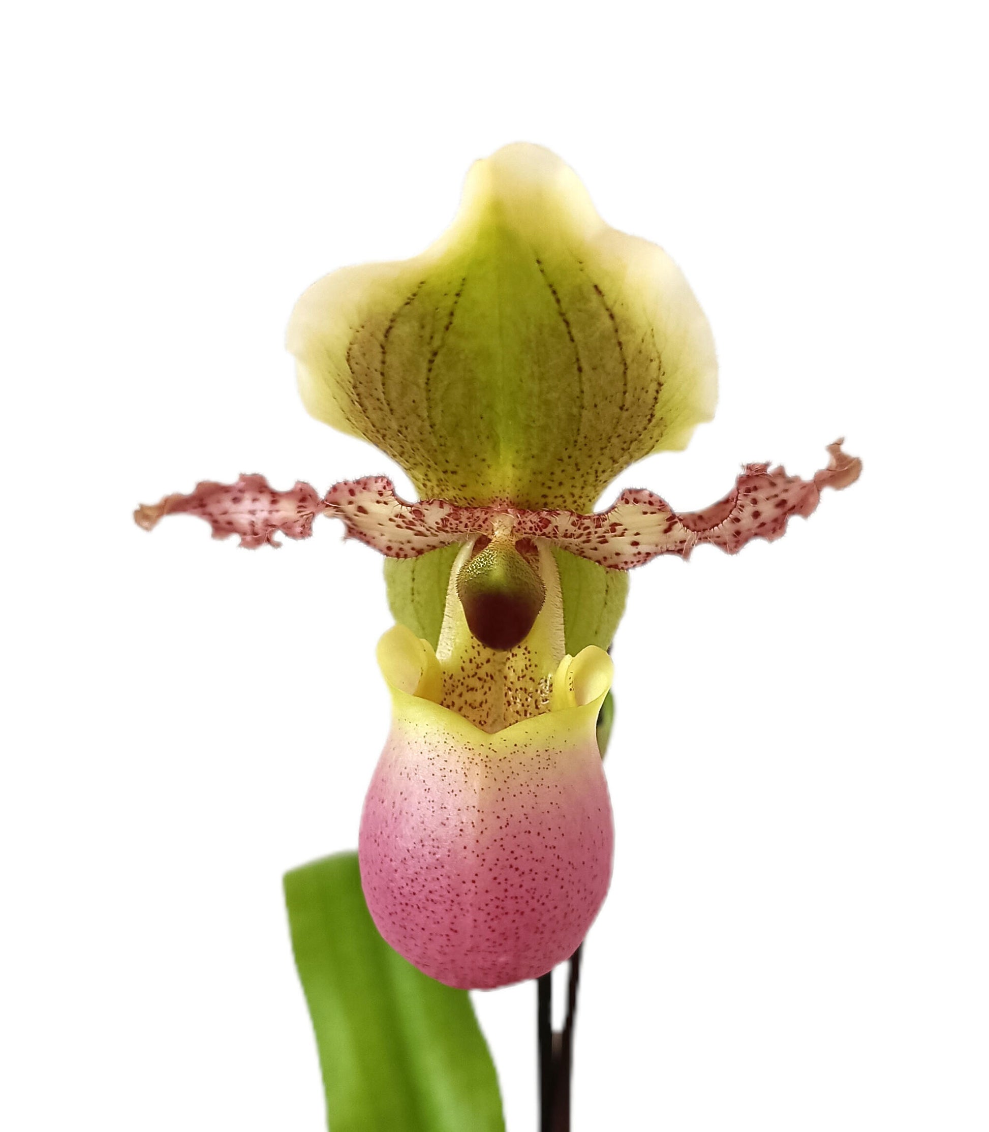 Paphiopedilum Multiflower M11_1