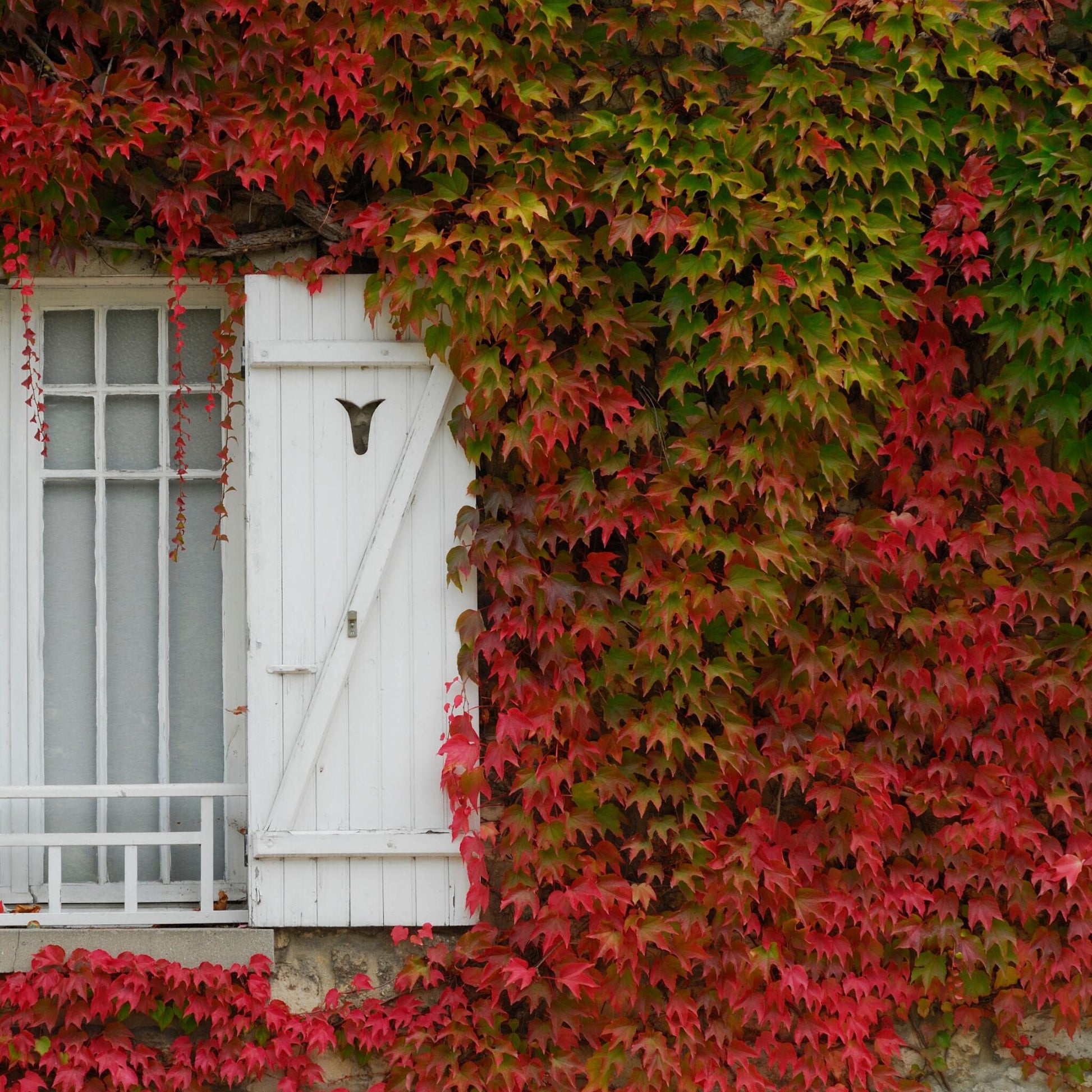Parra Virgen - 3 Pzs - Parthenocissus Quinquefolia - Altura 25-40cm - ⌀9cm_1