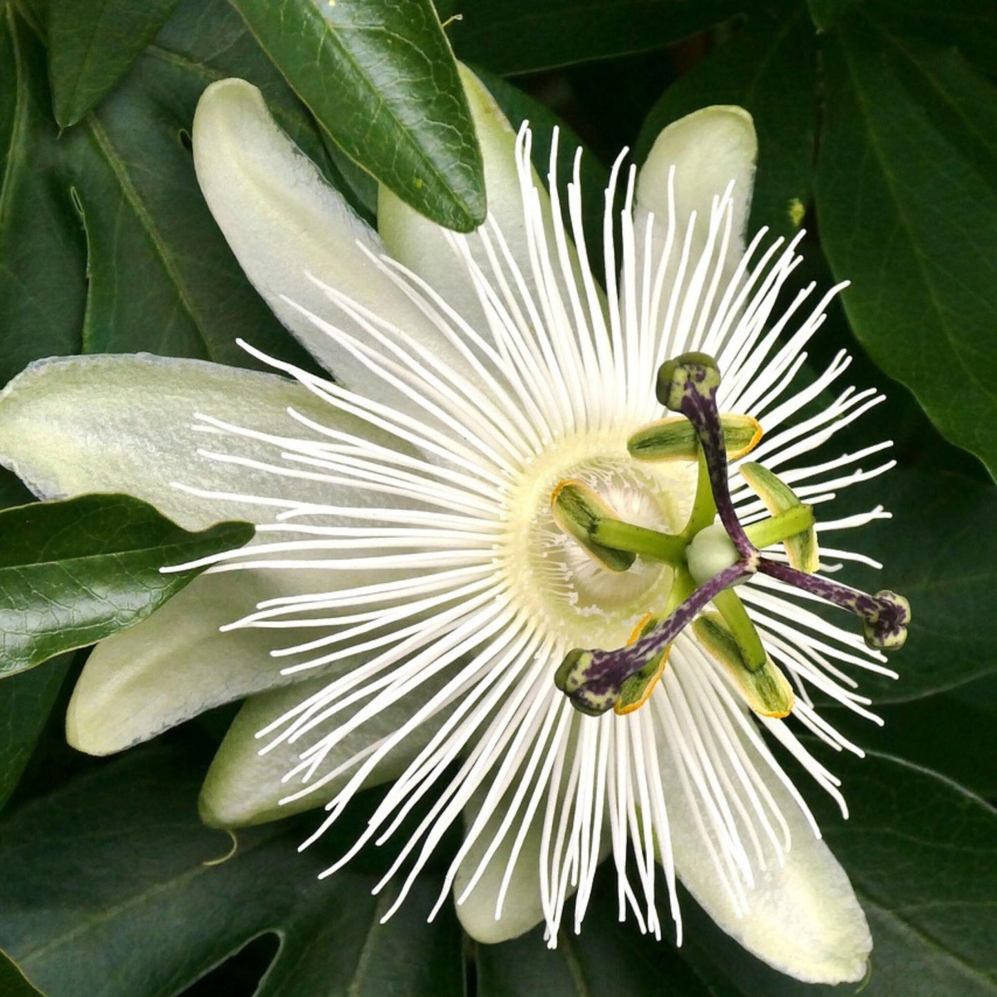 Pasionaria Azul - 2 Pzs - Passiflora 'constance Elliott' - A110-120cm - ⌀17cm_3