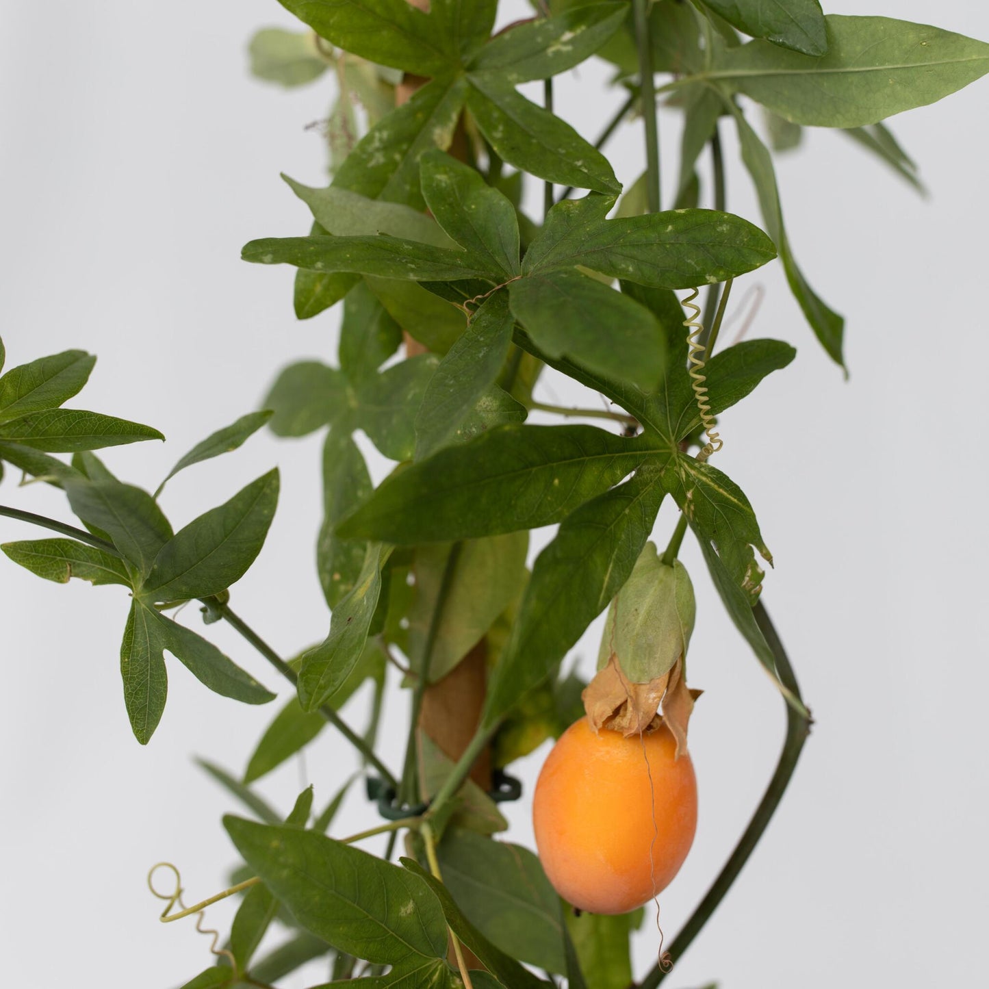 Pasionaria Azul - Passiflora Caerulea - Altura 110-120cm - ⌀17cm_3
