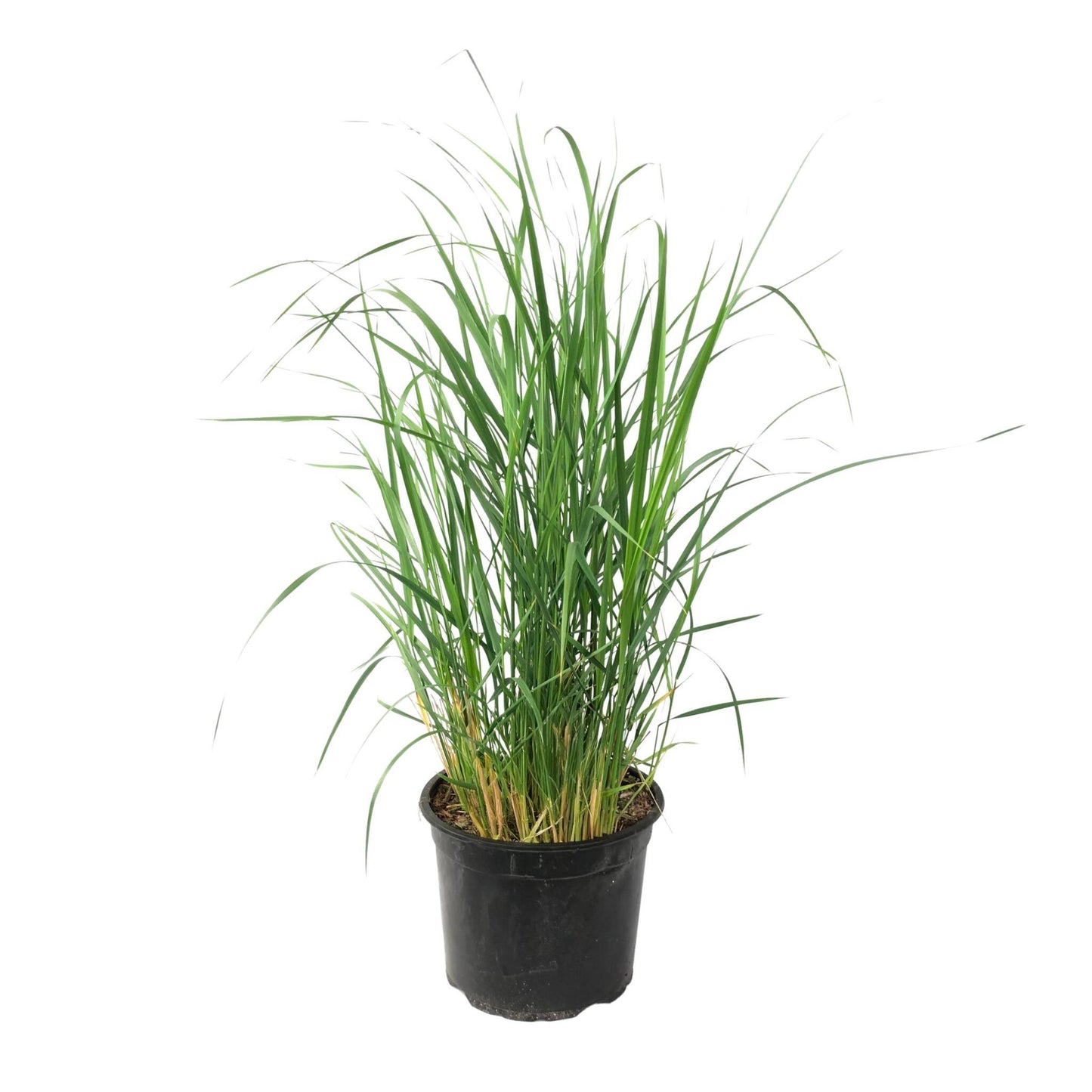 Pasto De Las Praderas - Panicum Virgatum 'heavy Metal' - Altura 40-60cm - ⌀23cm_0