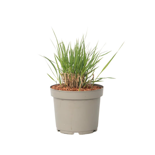 Pasto De Las Praderas - Panicum Virgatum 'heavy Metal' - Altura 40-60cm - ⌀23cm_0