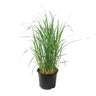 Pasto De Las Praderas - Panicum Virgatum 'heavy Metal' - Altura 40-60cm - ⌀23cm