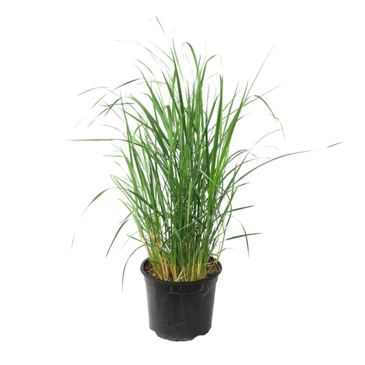 Pasto De Las Praderas - Panicum Virgatum 'heavy Metal' - Altura 40-60cm - ⌀23cm_0