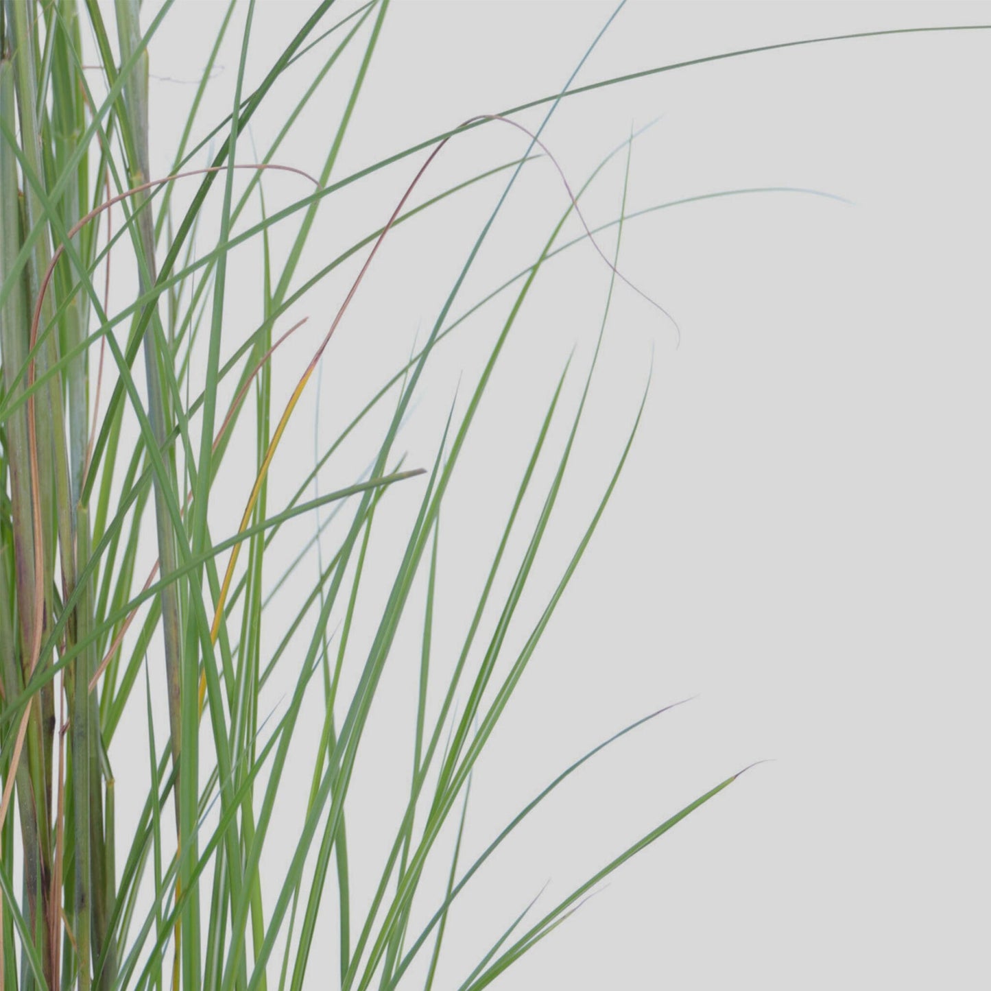 Pasto Plateado Chino - 2 Pzs - Miscanthus 'gracillimus' - Altura 40-60cm - ⌀23cm_3
