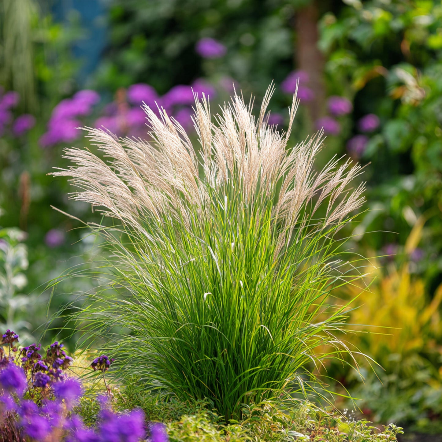 Pasto Plateado Chino - 2 Pzs - Miscanthus 'gracillimus' - Altura 40-60cm - ⌀23cm_4