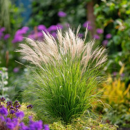Pasto Plateado Chino - 2 Pzs - Miscanthus 'gracillimus' - Altura 40-60cm - ⌀23cm_4