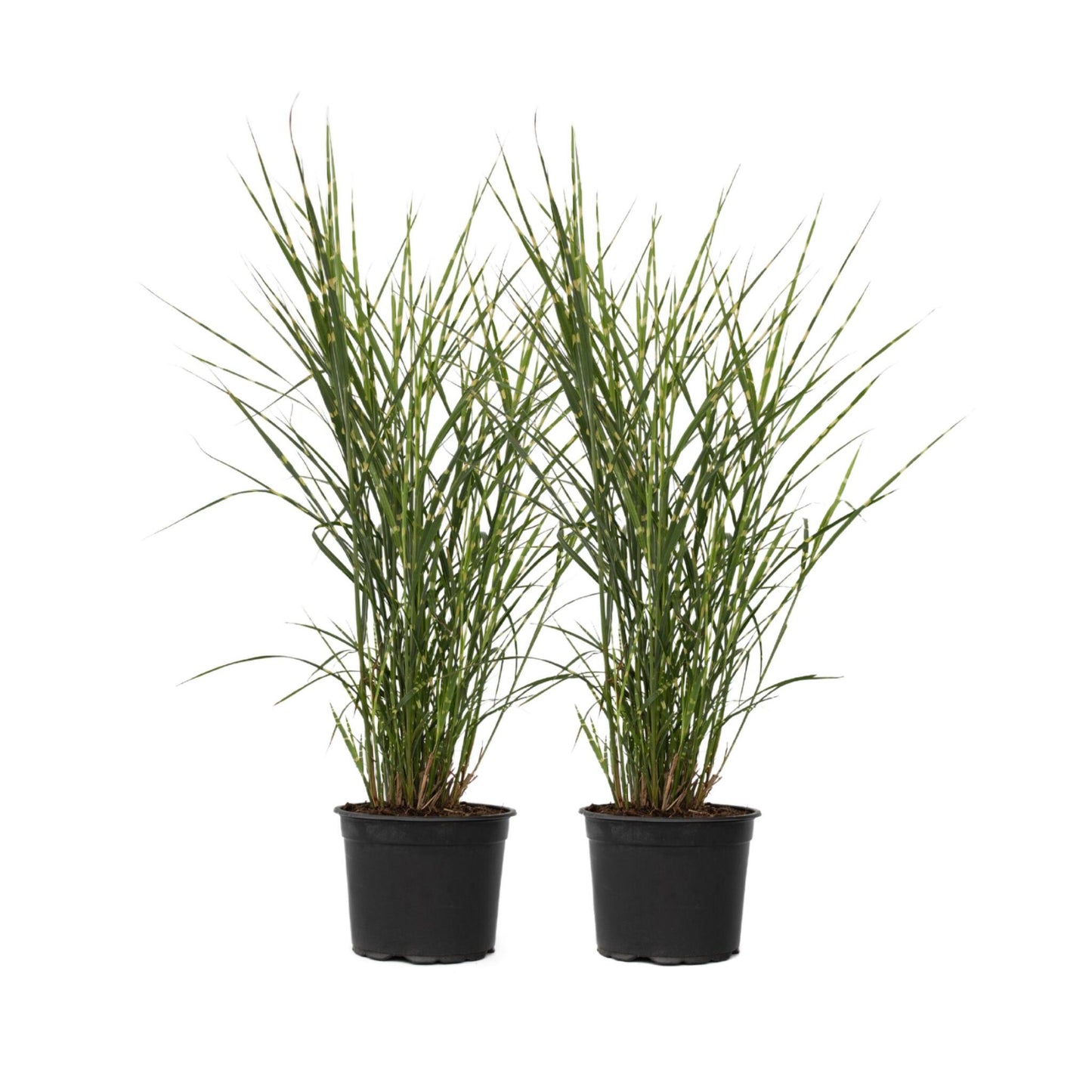 Pasto Plateado Chino - 2 Pzs - Miscanthus 'zebrinus' - Altura 20-30cm - ⌀23cm_0