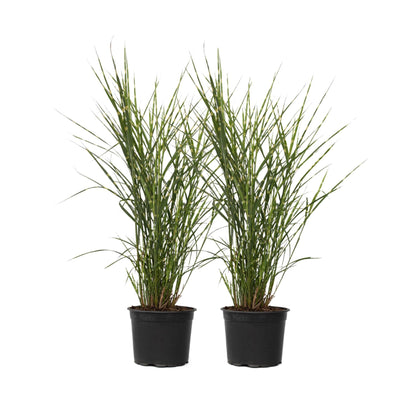 Pasto Plateado Chino - 2 Pzs - Miscanthus 'zebrinus' - Altura 20-30cm - ⌀23cm_0