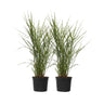 Pasto Plateado Chino - 2 Pzs - Miscanthus 'zebrinus' - Altura 20-30cm - ⌀23cm
