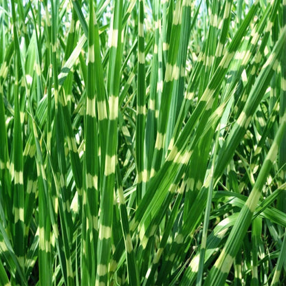 Pasto Plateado Chino - 2 Pzs - Miscanthus 'zebrinus' - Altura 20-30cm - ⌀23cm_1