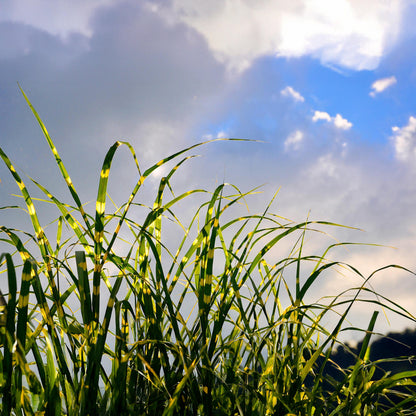 Pasto Plateado Chino - Miscanthus Sinensis 'zebrinus' - Altura 20-30cm - ⌀23cm_4