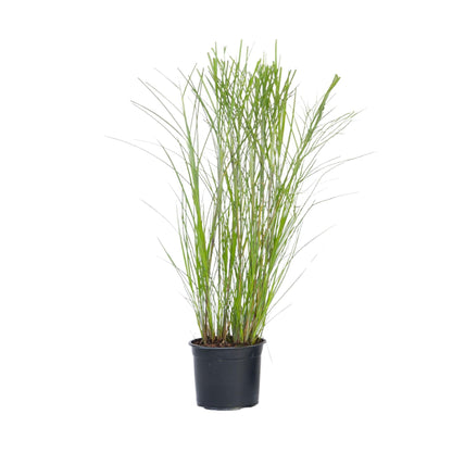 Pasto Plateado Chino - Miscanthus 'gracillimus' - Altura 40-60cm - ⌀23cm_0
