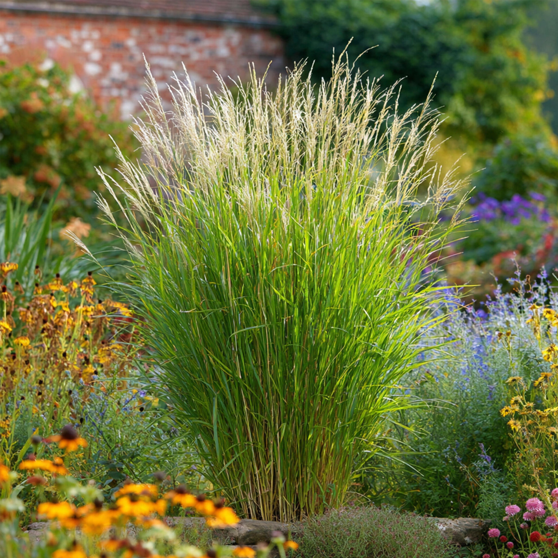 Pasto Plateado Chino - Miscanthus 'gracillimus' - Altura 40-60cm - ⌀23cm_1