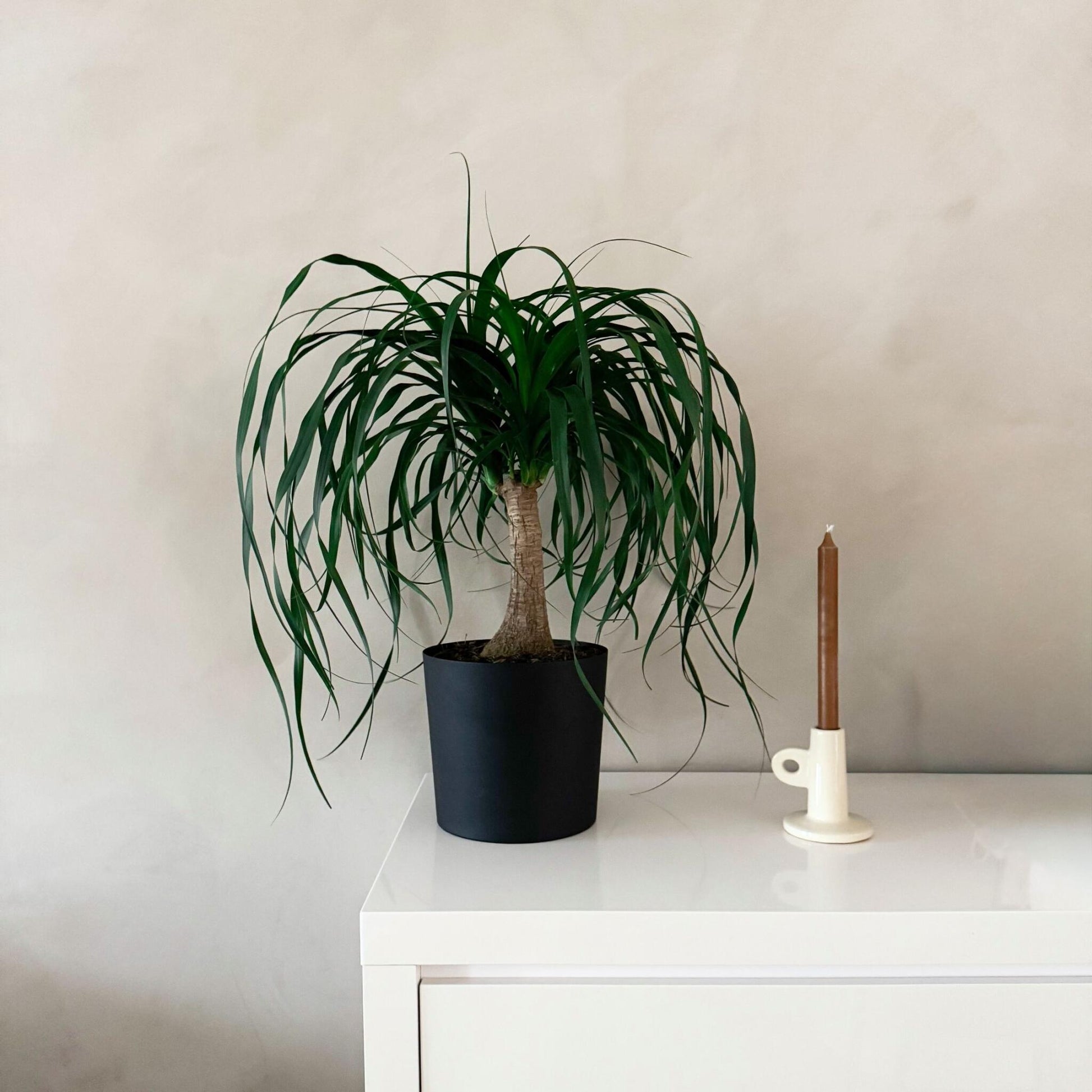 Pata De Elefante - Beaucarnea 'recurvata' - Altura 60-70cm - ⌀21cm_1