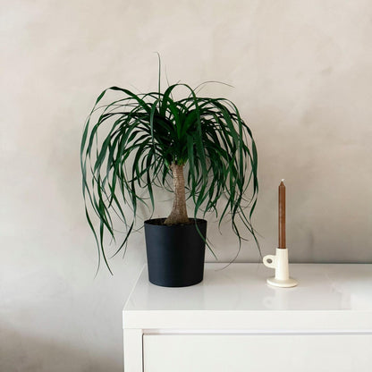 Pata De Elefante - Beaucarnea 'recurvata' - Altura 60-70cm - ⌀21cm_1