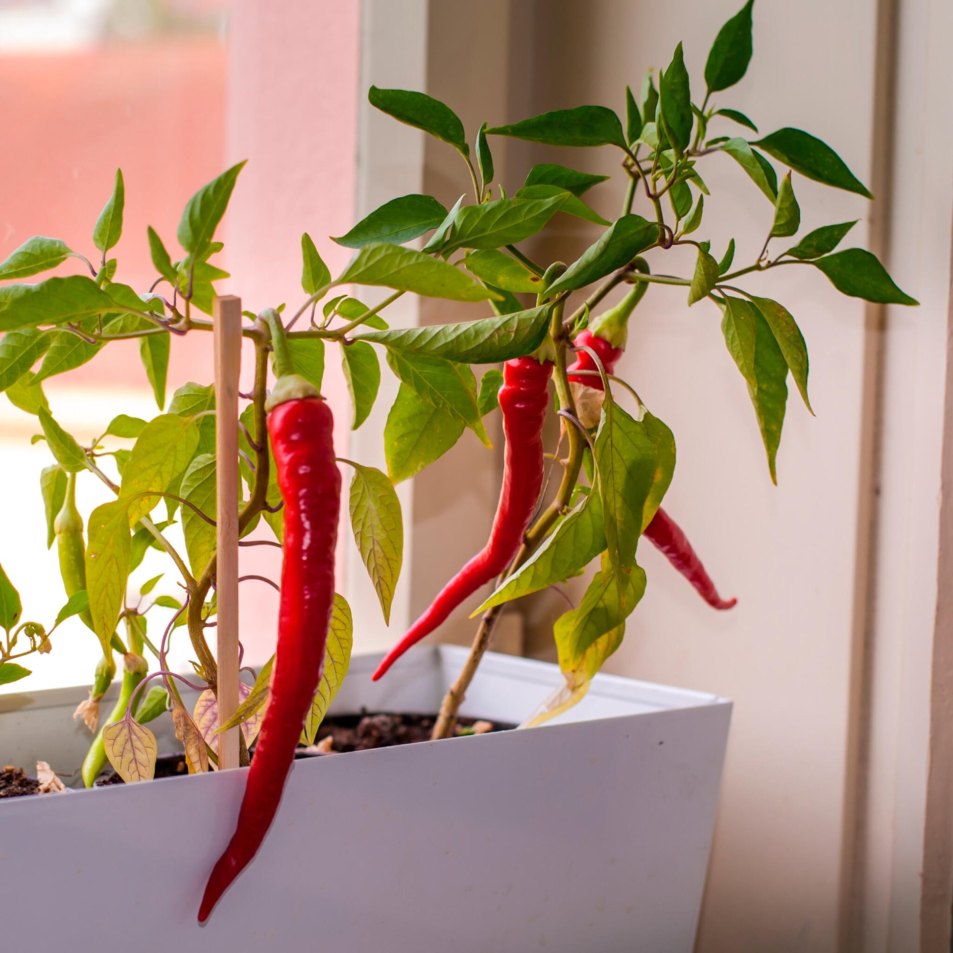 ¡Peligro! Kit Cultivo Pimientos Picantes con 5 Niveles, del Jalapeño al Red Caribbean | Regalo Original Resetea_4