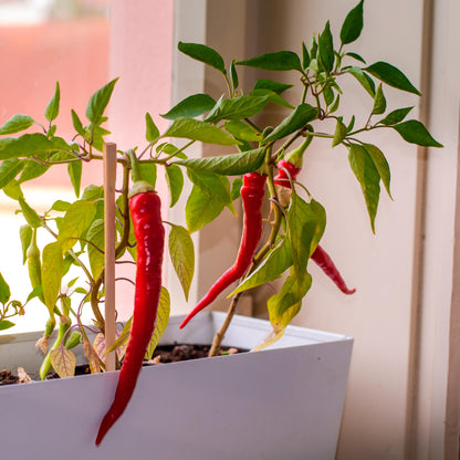 ¡Peligro! Kit Cultivo Pimientos Picantes con 5 Niveles, del Jalapeño al Red Caribbean | Regalo Original Resetea_4