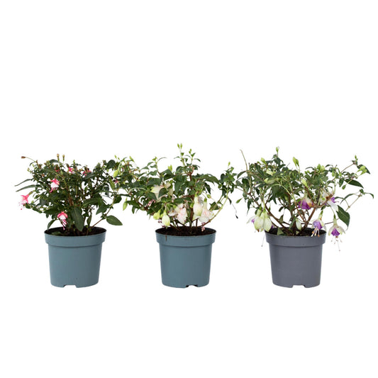 Pendientes De La Reina - 3 Pzs - Fuchsia Magellanica - Altura 10-20cm - ⌀9cm_0
