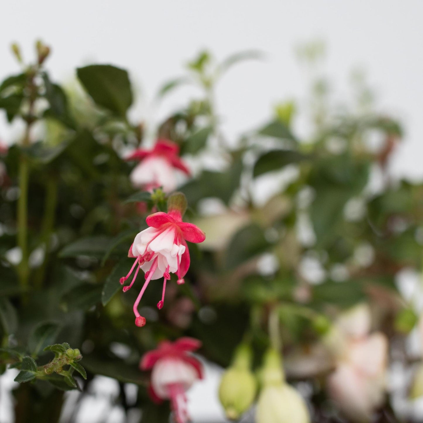 Pendientes De La Reina - 3 Pzs - Fuchsia Magellanica - Altura 10-20cm - ⌀9cm_3