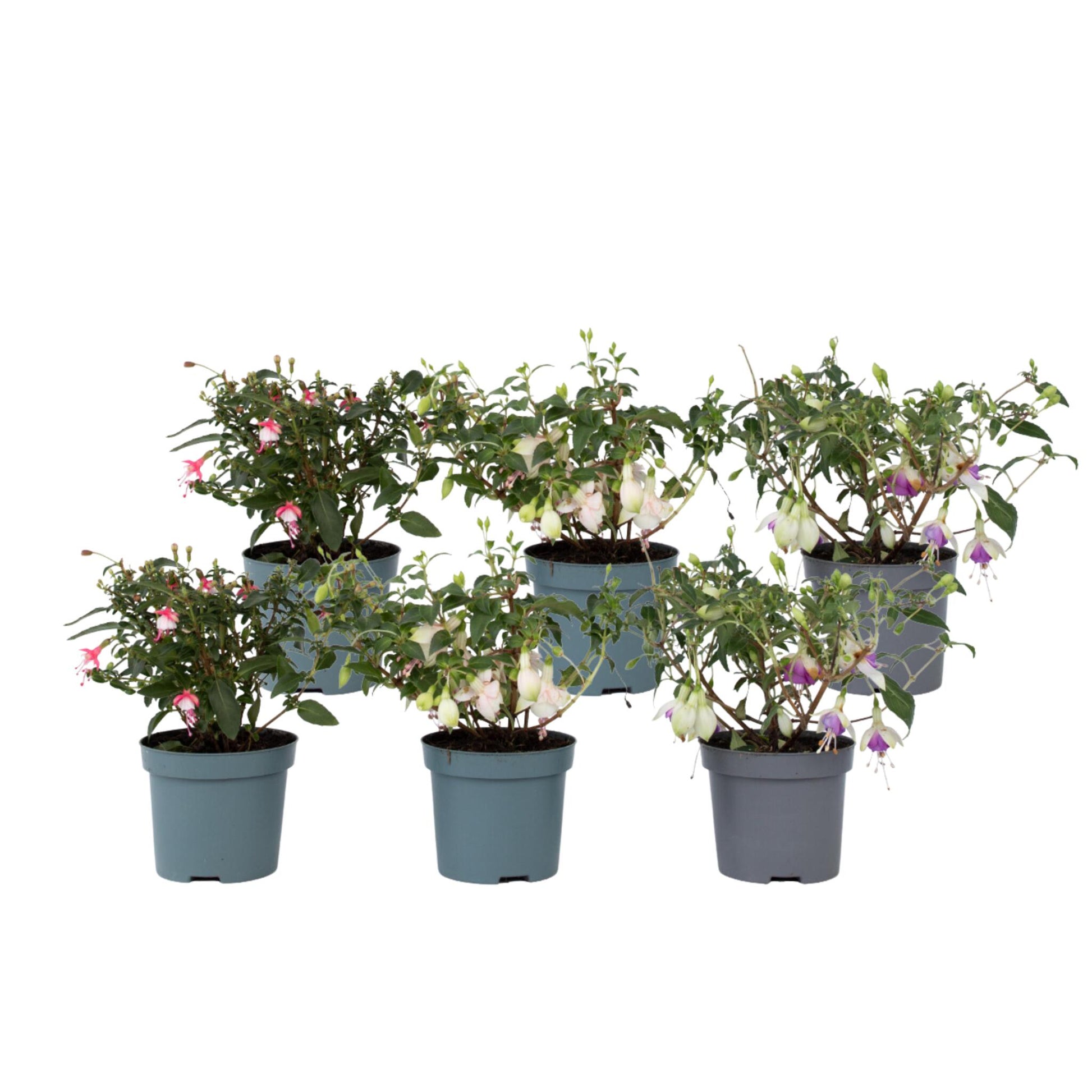 Pendientes De La Reina - 6 Pzs - Fuchsia Magellanica - Altura 10-20cm - ⌀9cm_0