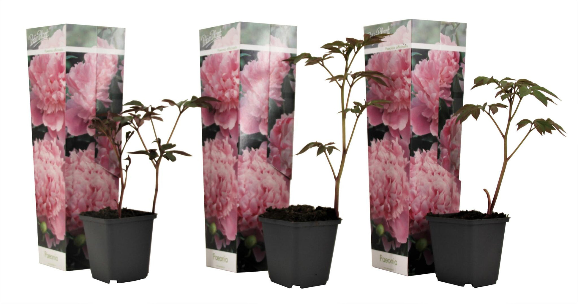Peonía China - 3 Pzs - Peaonia 'sarah Bernhardt' - Altura 0-40cm - ⌀9cm_0