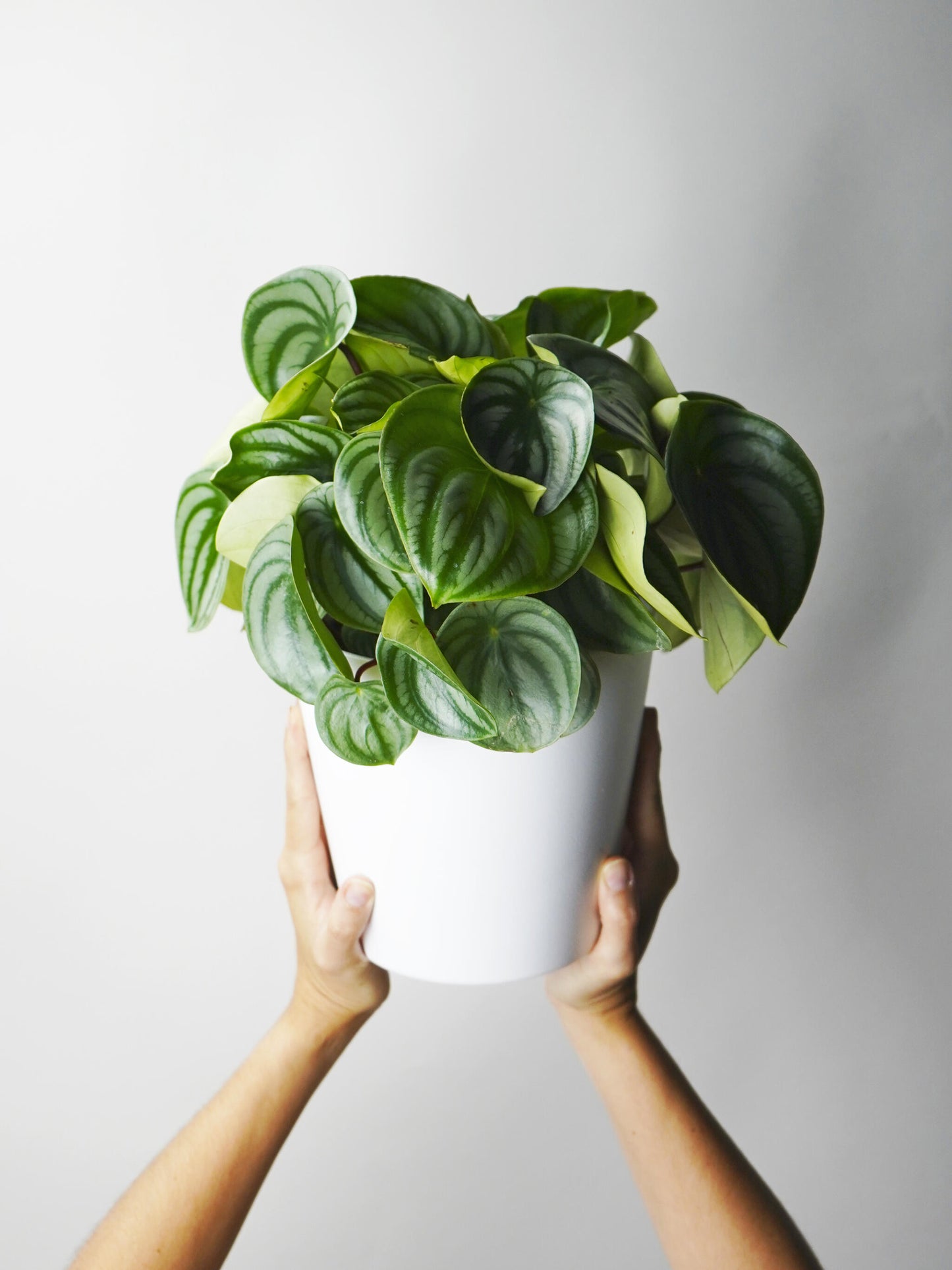 Peperomia Argyrenia Sandía O Watermelon_0