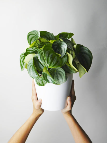 Peperomia Argyrenia Sandía O Watermelon_0