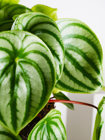 Peperomia Argyrenia Sandía O Watermelon_1