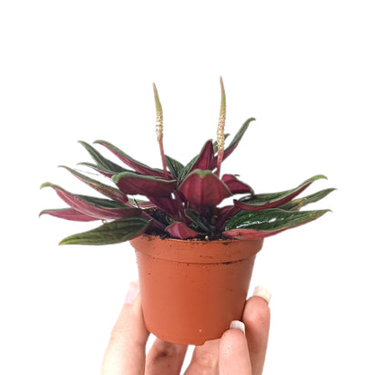 Peperomia Caperata M6_0