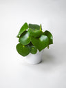 Peperomia Raindrop | Altura 25cm - Maceta 12cm