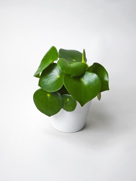 Peperomia Raindrop | Altura 25cm - Maceta 12cm_0