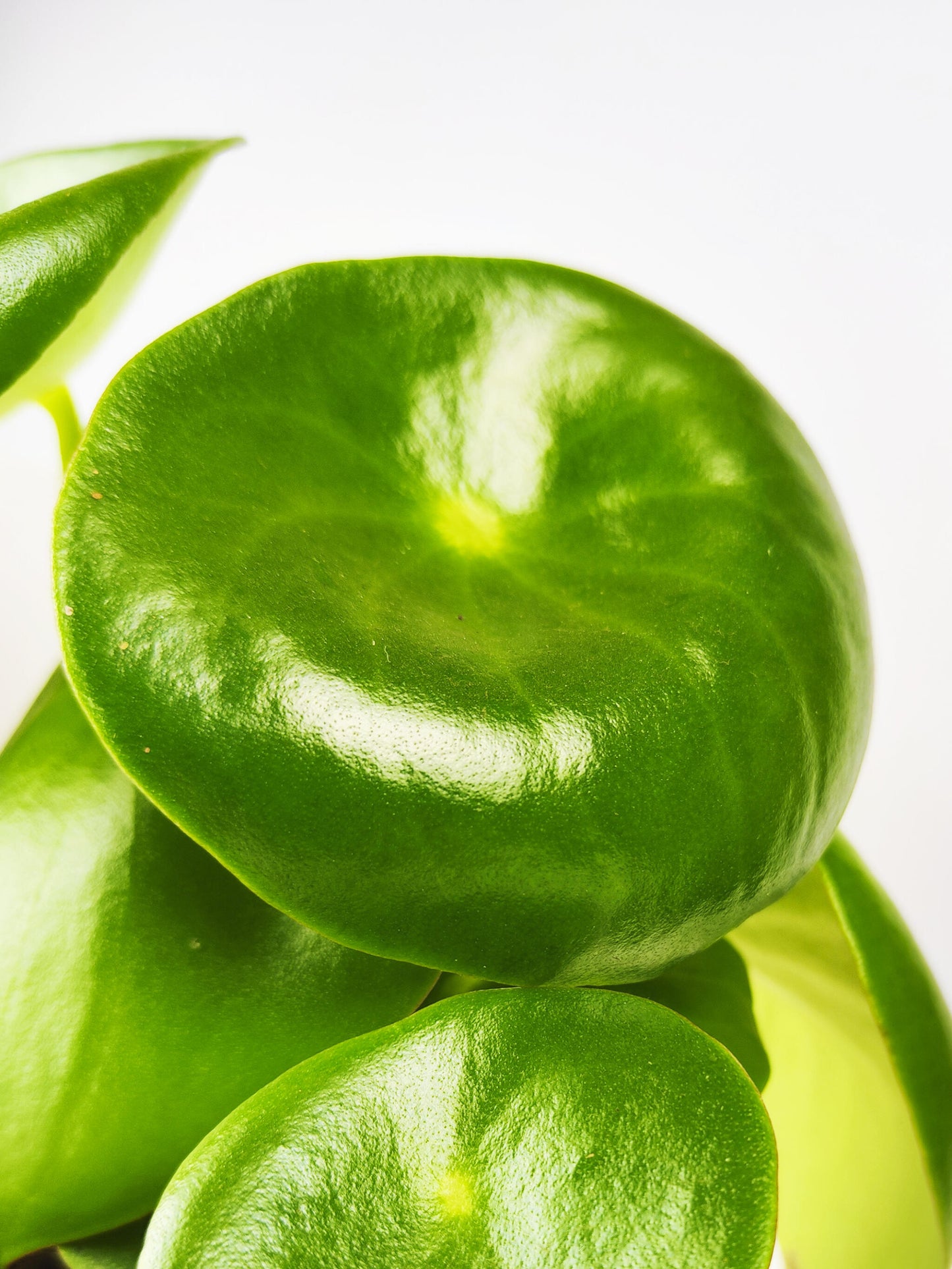 Peperomia Raindrop | Altura 25cm - Maceta 12cm_1