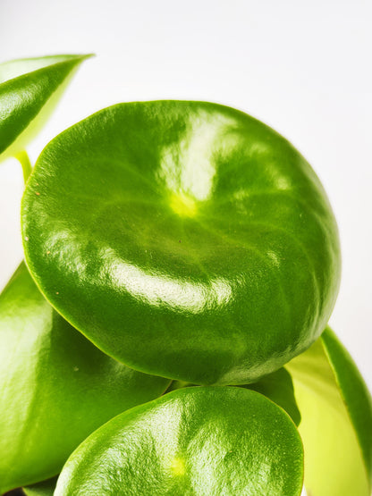 Peperomia Raindrop | Altura 25cm - Maceta 12cm_1