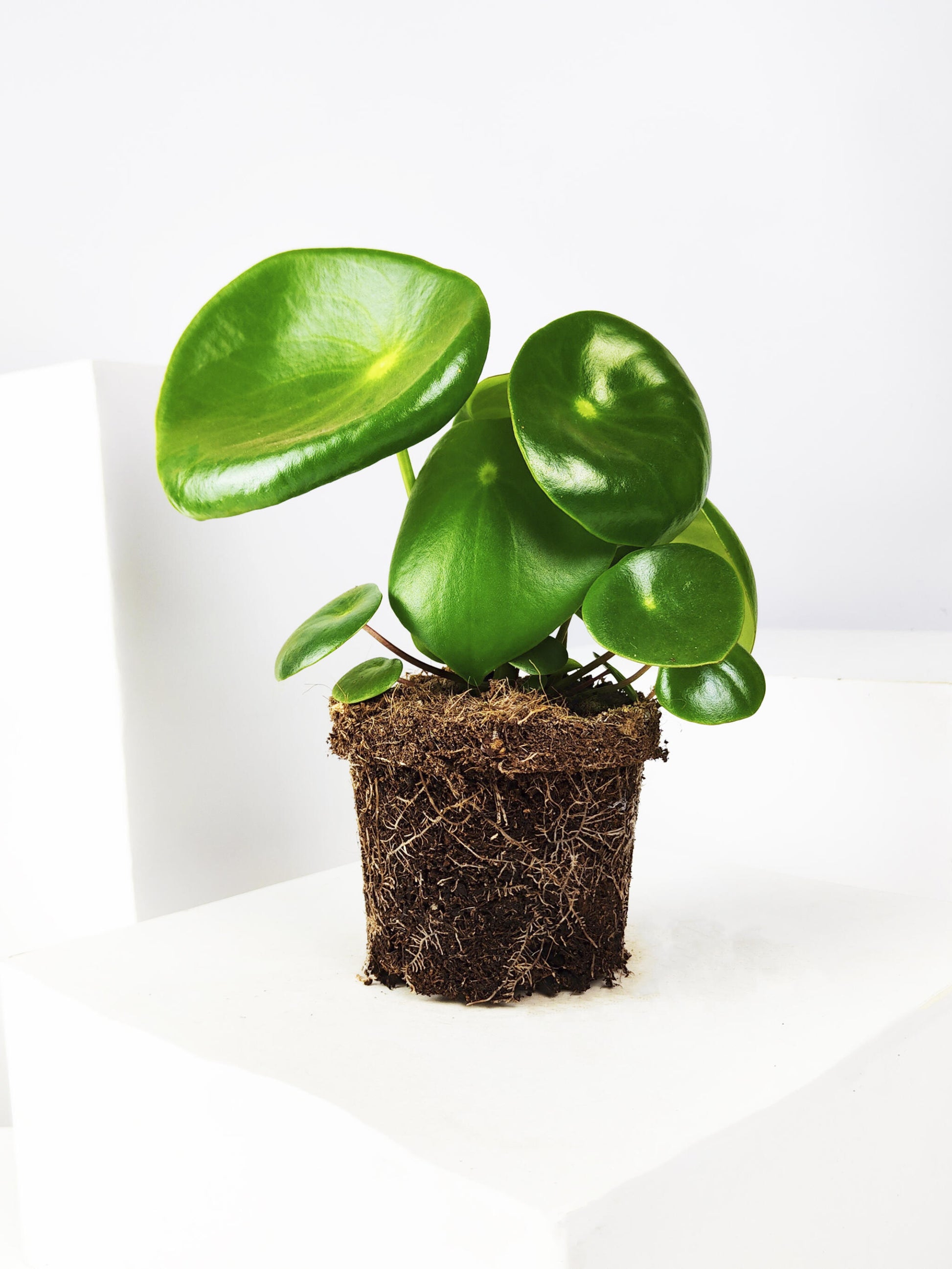 Peperomia Raindrop | Altura 25cm - Maceta 12cm_2