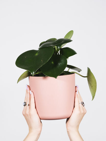 Peperomia Raindrop | Altura 25cm - Maceta 12cm_3