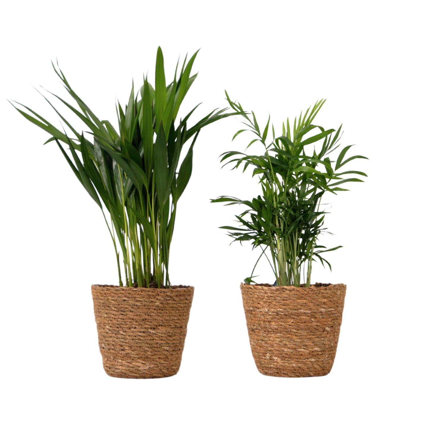 Pequeñas Dypsis Y Chamaedorea - Conjunto De 2 Con Cesta - Altura 25-40cm - ⌀12cm_0