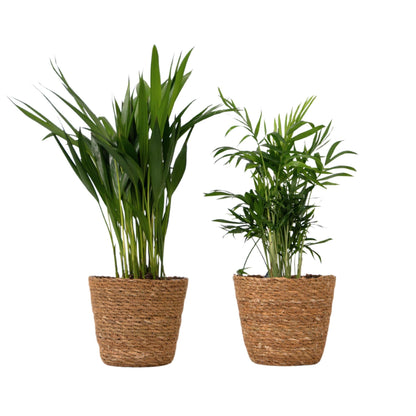 Pequeñas Dypsis Y Chamaedorea - Conjunto De 2 Con Cesta - Altura 25-40cm - ⌀12cm_0