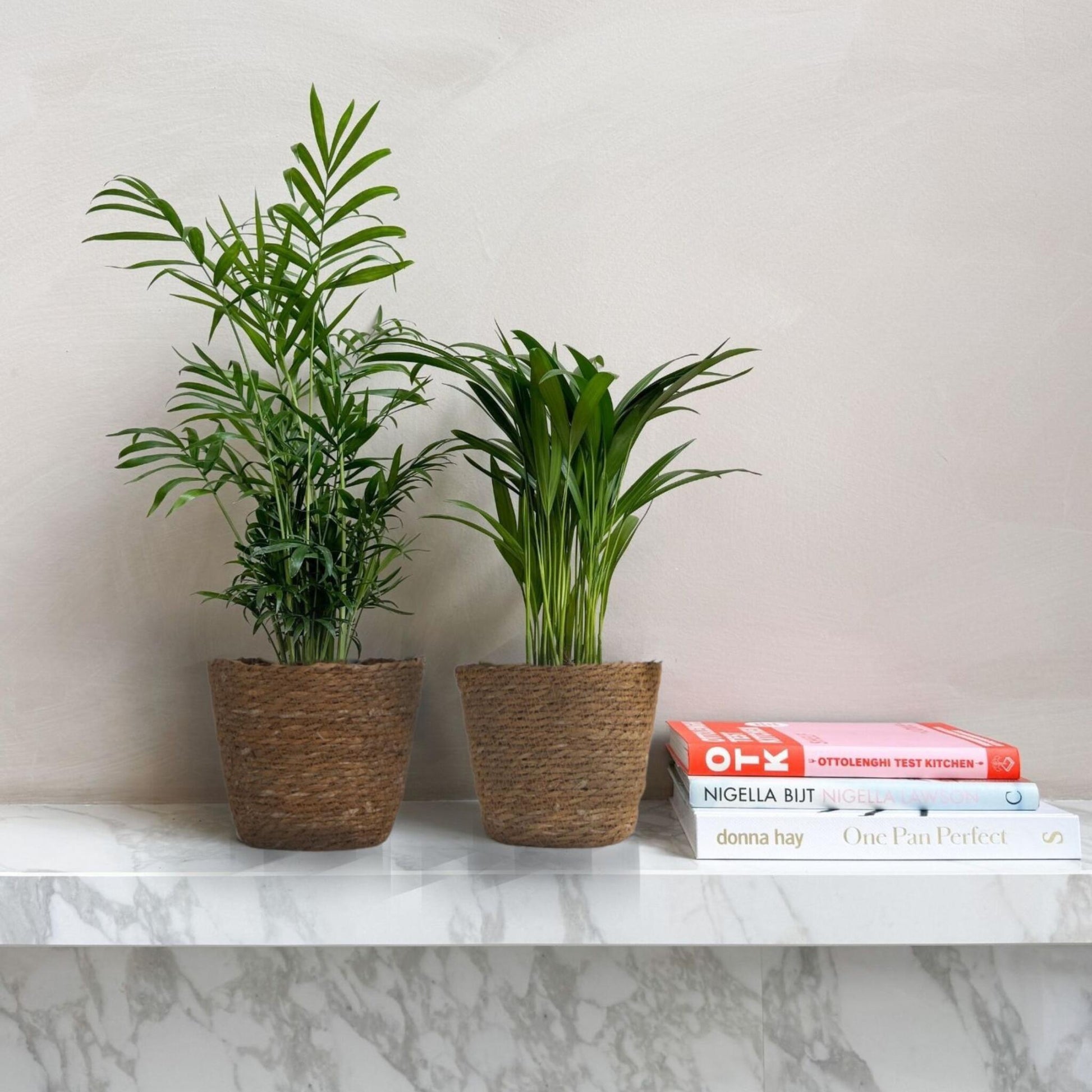 Pequeñas Dypsis Y Chamaedorea - Conjunto De 2 Con Cesta - Altura 25-40cm - ⌀12cm_1