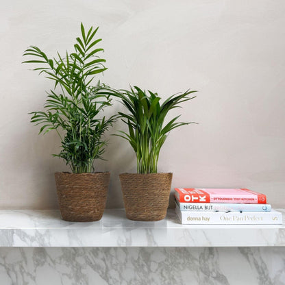 Pequeñas Dypsis Y Chamaedorea - Conjunto De 2 Con Cesta - Altura 25-40cm - ⌀12cm_1