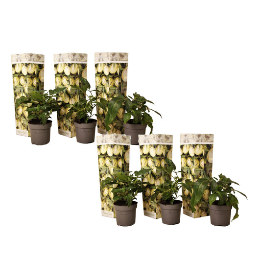 Pera Melón - 6 Pzs - Solanum Muricatum 'pepino Gold' - Altura 25-40cm - ⌀9cm_0