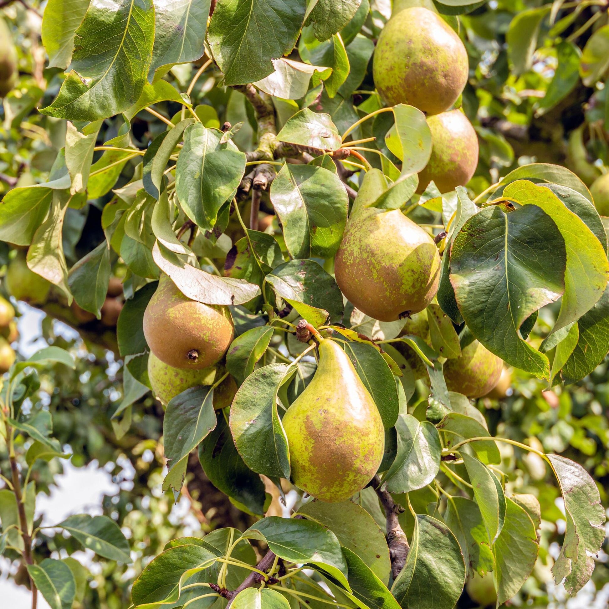 Perer - Pyrus Communis 'conference' - Altura 90-100cm - ⌀21cm_1